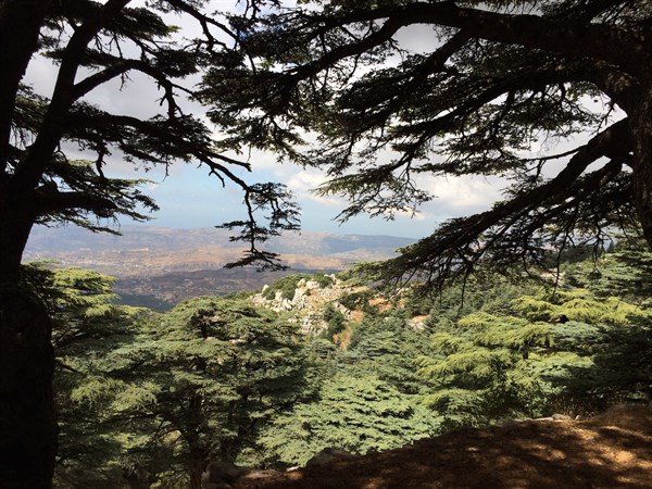 Like a Cedar in Lebanon